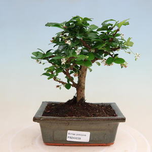 Keramická bonsai miska 10 x 10 x 14 cm, barva hnědá