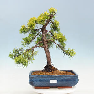 Venkovní bonsai - Juniperus chinensis OLD GOLD - Jalovec čínský