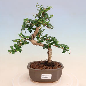 Keramická bonsai miska 10,5 x 10,5 x 13,5 cm, barva hnědá