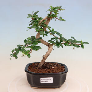 Keramická bonsai miska 10,5 x 10,5 x 14,5 cm, barva hnědá