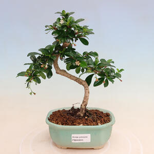 Keramická bonsai miska 10,5 x 10,5 x 15 cm, barva béžová