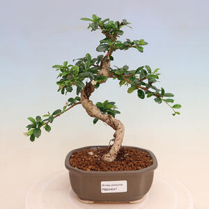 Keramická bonsai miska 10,5 x 10,5 x 13,5 cm, barva béžová
