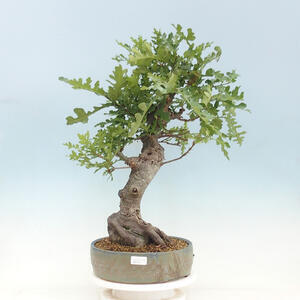 Venkovní bonsai Quercus Cerris - Dub Cer