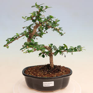 Keramická bonsai miska 10 x 10 x 13,5 cm, barva hnědozelená