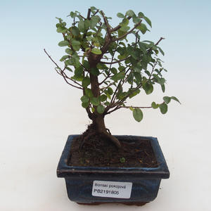 Pokojová bonsai - Sagerécie thea - Sagerécie thea PB2191805