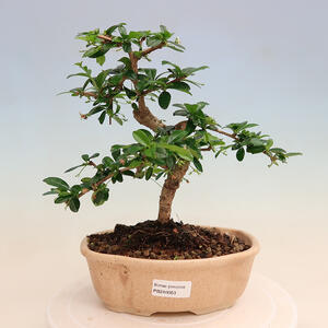 Keramická bonsai miska 10,5 x 10,5 x 14,5 cm, barva kovová