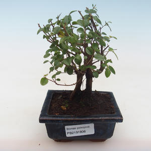 Pokojová bonsai - Sagerécie thea - Sagerécie thea PB2191806