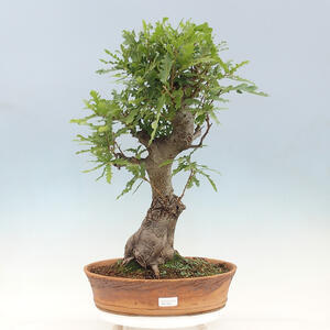 Venkovní bonsai Quercus Cerris - Dub Cer