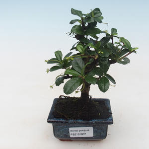 Pokojová bonsai - Carmona macrophylla - Čaj fuki PB2191807