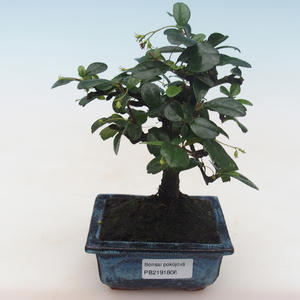 Pokojová bonsai - Carmona macrophylla - Čaj fuki PB2191808