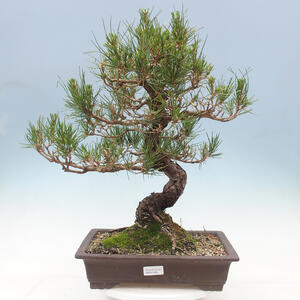 Keramická bonsai miska 18,5 x 18,5 x 6,5 cm, barva praskaná