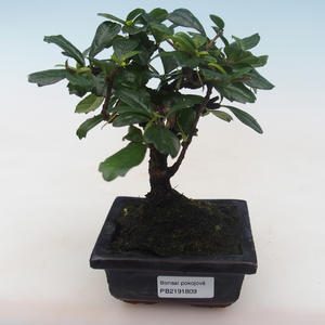 Pokojová bonsai - Carmona macrophylla - Čaj fuki PB2191809