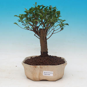 Pokojová bonsai - Australská třešeň - Eugenia uniflora