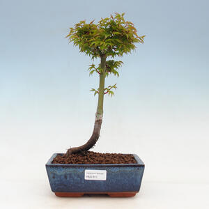 Venkovní bonsai -Javor dlanitolistý Acer palmatum Shishigashira