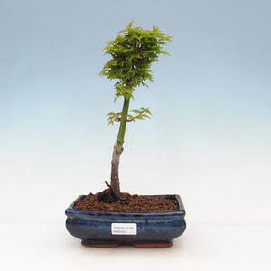 Venkovní bonsai -Javor dlanitolistý Acer palmatum Shishigashira