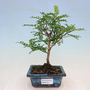 Keramická bonsai miska 17 x 17 x 7,5 cm, barva režnázelená