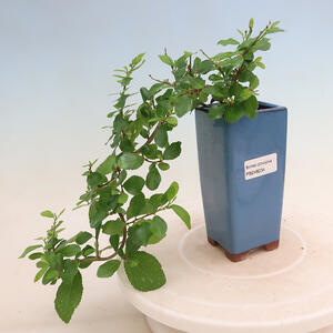 Pokojová bonsai - Grewia occidentalis - Hvězdice levandulová