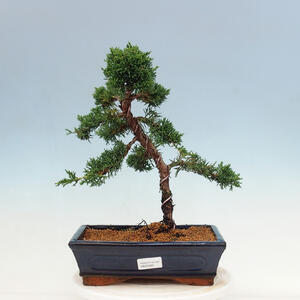 Venkovní bonsai - Juniperus chinensis Kishu-Jalovec čínský