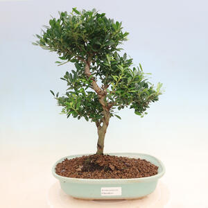 Pokojová bonsai - Ilex crenata - Cesmína