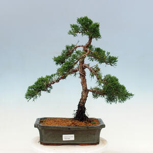 Venkovní bonsai - Juniperus chinensis Kishu-Jalovec čínský