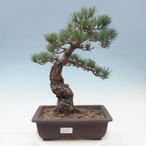 Keramická bonsai miska 18 x 18 x 6 cm, barva praskaná