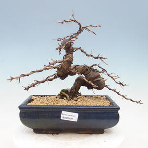 Venkovní bonsai - Jinan dvoulaločný - Ginkgo biloba