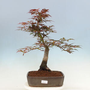 Venkovní bonsai - Acer palmatum Atropurpureum - Javor dlanitolistý červený