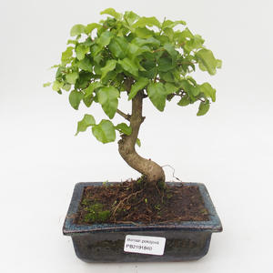 Pokojová bonsai -Ligustrum chinensis - Ptačí zob PB2191840