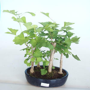 Venkovní bonsai - Jinan dvoulaločný - Ginkgo biloba