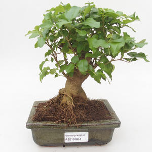 Pokojová bonsai -Ligustrum chinensis - Ptačí zob PB2191844