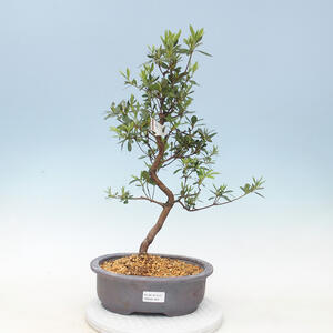 Venkovní bonsai -Metasequoi - metasekvoj čínská  LESÍK