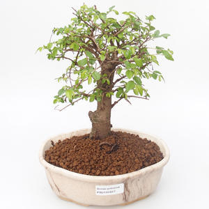 Pokojová bonsai - Ulmus parvifolia - Malolistý jilm PB2191847