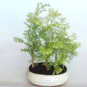 Venkovní bonsai -Metasequoi - metasekvoj čínská  LESÍK