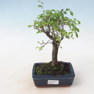 Keramická bonsai miska 20 x 20 x 6,5 cm, barva praskaná