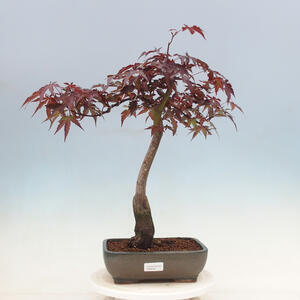 Venkovní bonsai - Acer palmatum Atropurpureum - Javor dlanitolistý červený