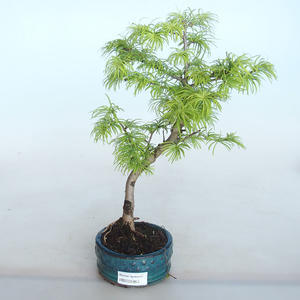 Venkovní bonsai -Pseudolarix amabis-Pamodřín