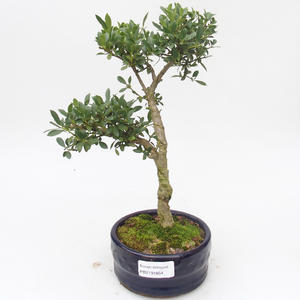 Pokojová bonsai - Ilex crenata - Cesmína PB2191854