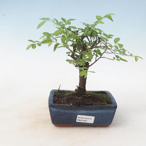 Keramická bonsai miska 33 x 33 x 8 cm, barva praskaná