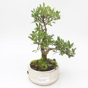 Pokojová bonsai - Ilex crenata - Cesmína PB2191855