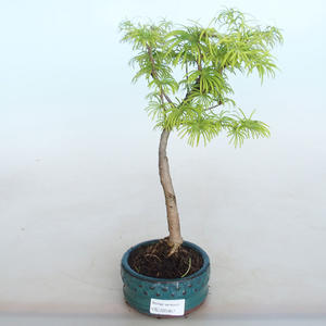 Venkovní bonsai -Pseudolarix amabis-Pamodřín