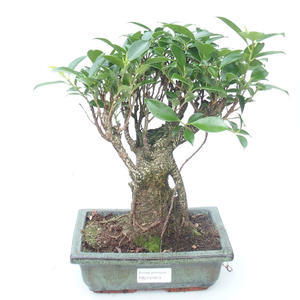 Pokojová bonsai - Ficus retusa -  malolistý fíkus PB2191859