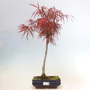 Venkovní bonsai - Javor dlanitolistý - Acer palmatum RED PYGMY