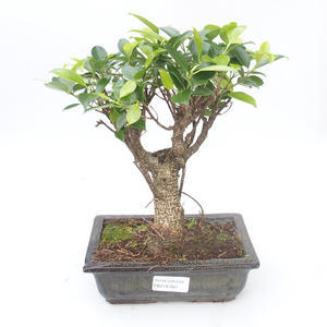 Pokojová bonsai - Ficus retusa -  malolistý fíkus PB2191860