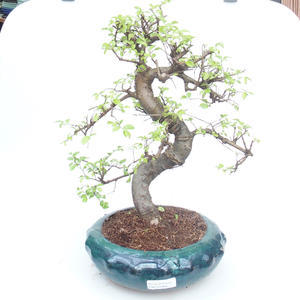 Pokojová bonsai - Ulmus parvifolia - Malolistý jilm PB2191864