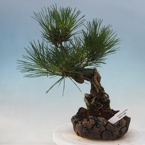 Keramická bonsai miska 24 x 24 x 7 cm, barva hnědá