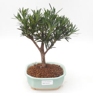 Pokojová bonsai - Podocarpus - Kamenný tis PB2191870