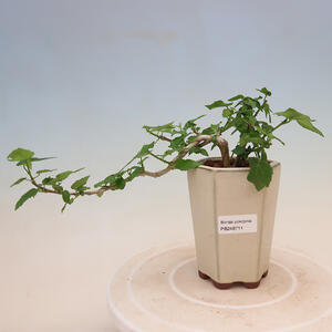 Pokojová bonsai - Malvaviscus arboreus - ibiškovec dřevnatý