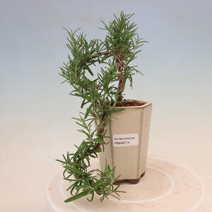 Pokojová bonsai - Rozmarýn lékařský-Rosmarinus officinalis