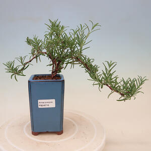Pokojová bonsai - Rozmarýn lékařský-Rosmarinus officinalis