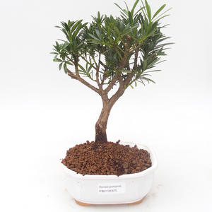 Pokojová bonsai - Podocarpus - Kamenný tis PB2191875